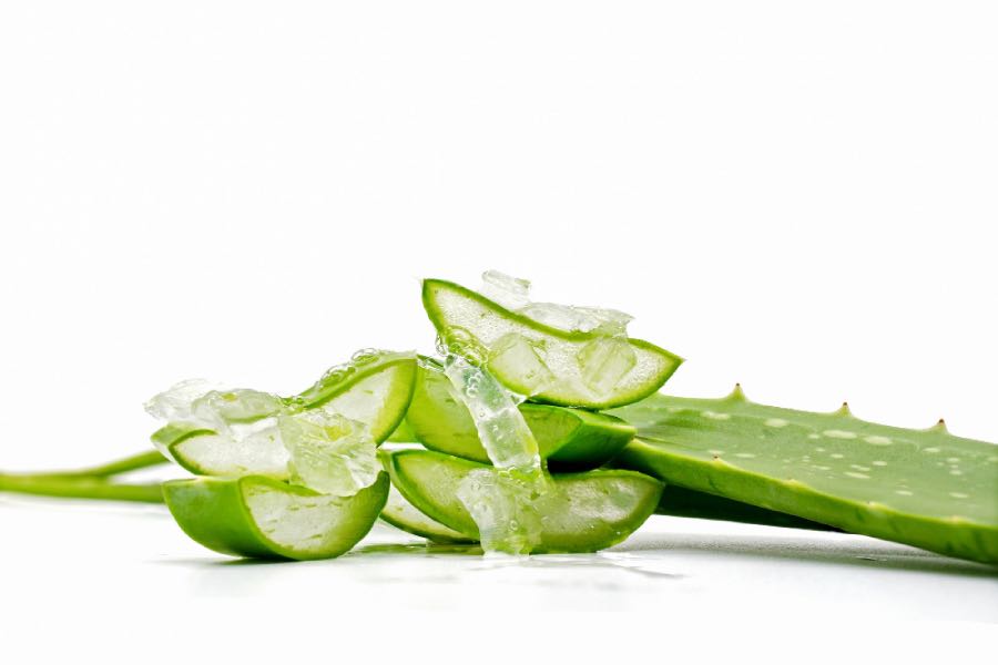 ว่านหางจระเข้ ว่านหางจระเข้